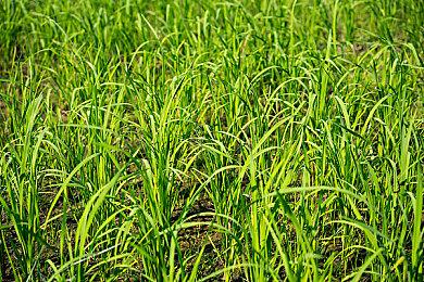 庆祝《女神异闻录》25周年 《P5R》Mini Live将于6月29日举行